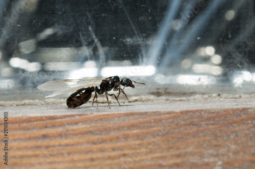 Winged carpenter ant closeup
