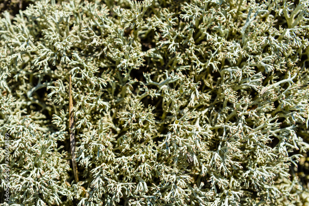 Green moss on a ground in forest Green moss on a ground in forest