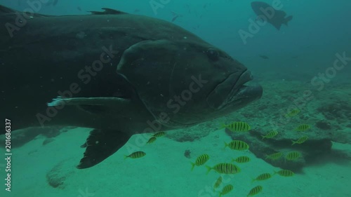Big Gulf grouper (Mycteroperca jordani), resting in the reefs of the Sea of Cortez, Pacific ocean. Cabo Pulmo National Park, Baja California Sur, Mexico. Cousteau named it The world's aquarium. photo