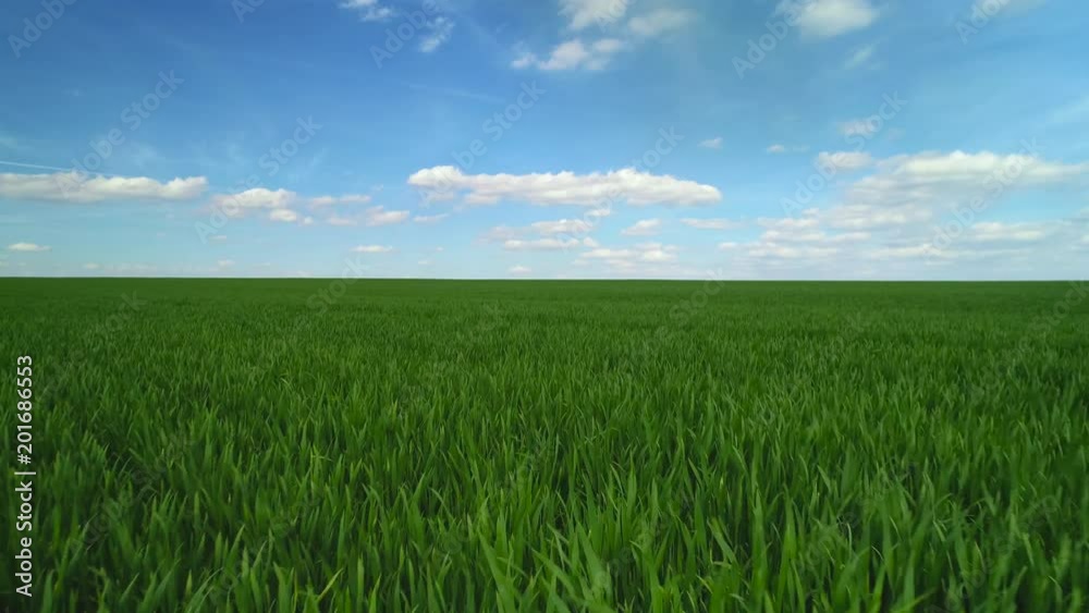 Green field and blue sky and small clouds video Green field and blue sky and small clouds video