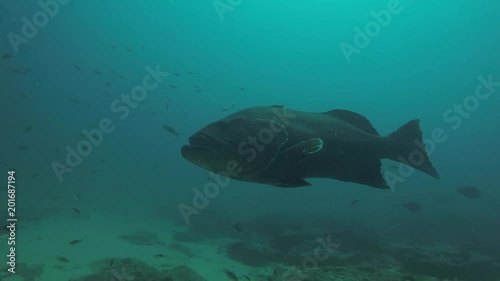 Big Gulf grouper (Mycteroperca jordani), resting in the reefs of the Sea of Cortez, Pacific ocean. Cabo Pulmo National Park, Baja California Sur, Mexico. Cousteau named it The world's aquarium. photo