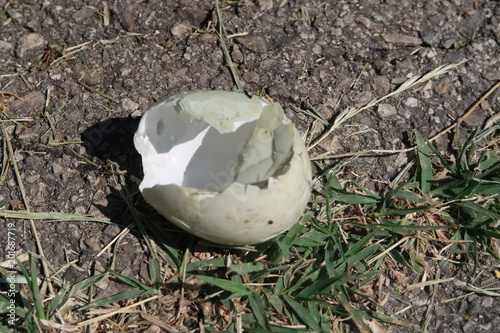 Empty egg shell photo