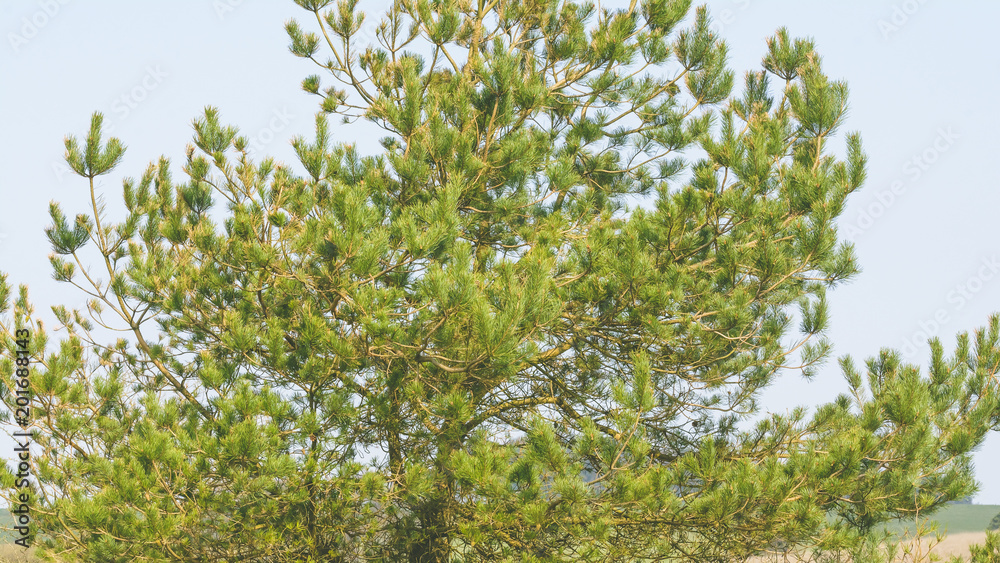 Scots pine Capital A Pinaceae, Shallow Depth of Field Spring 2018 Nature Photography