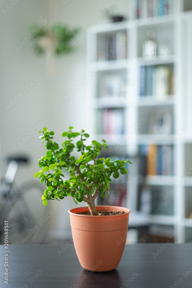Small Bonsai Tree
