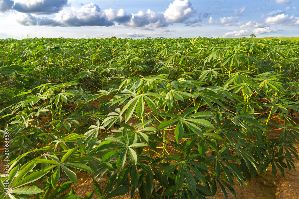 Obraz premium green field of cassava farm