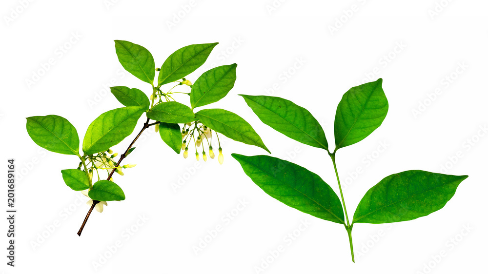 Fototapeta premium leaves isolated on white background and clipping path