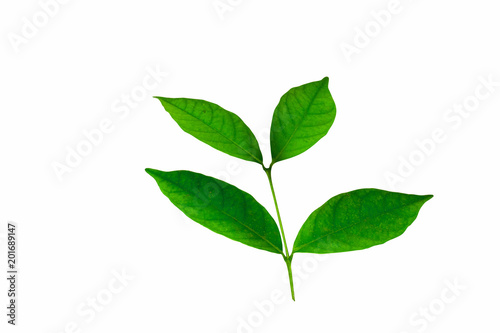 leaves isolated on white background and clipping path