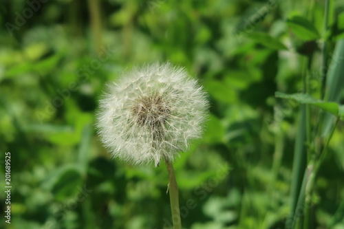 Dandelion photo