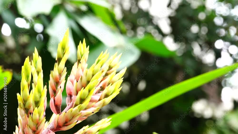 4K Collorfull Urn Plant Aechmea fasciata Bromeliad Macro Close Up Flower. 4K Collorfull Urn Plant Aechmea fasciata Bromeliad Macro Close Up Flower.