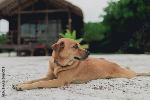 Golden hair island dog relaxing on white sand at the beach of Koh Rong Sanloem, Cambodia