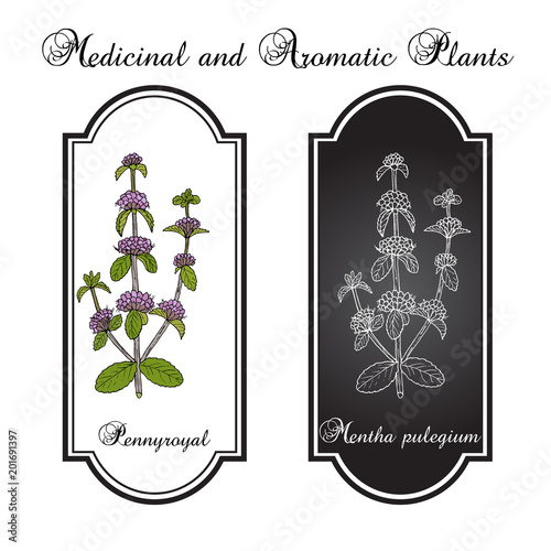 Pennyroyal Mentha pulegium , medicinal plant photo