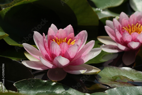 İki adet Nilüfer çiçeği , lotus.