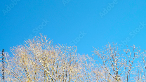 Beautiful trees in spring on blue sky background.