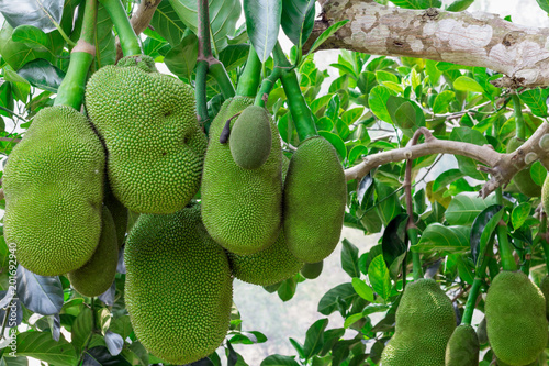jack fruit tree with green fruits and green leafs