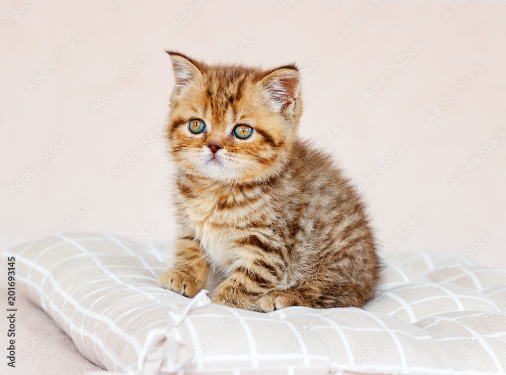 Маленький рыжий котенок. фотография Stock | Adobe Stock