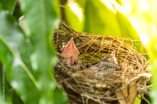 Bird (Streak-eared bulbul) and baby in nest