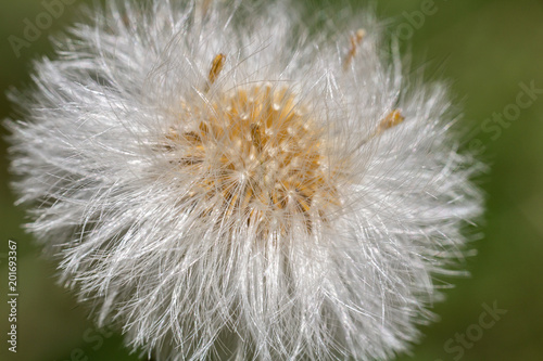 Dry dandelion with blured green background  macro photo