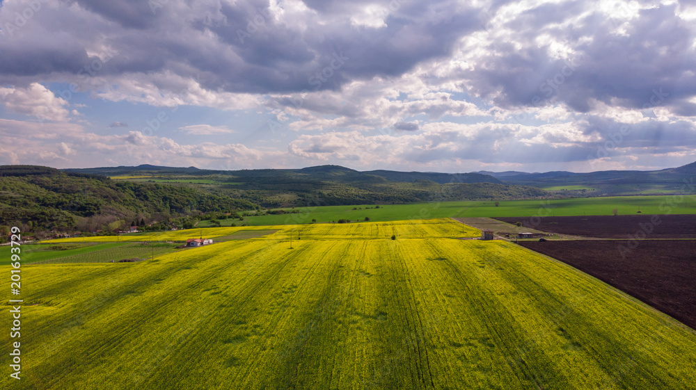 Aerial view of rapeseed field Aerial view of rapeseed field