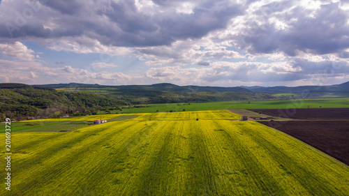 Aerial view of rapeseed field
