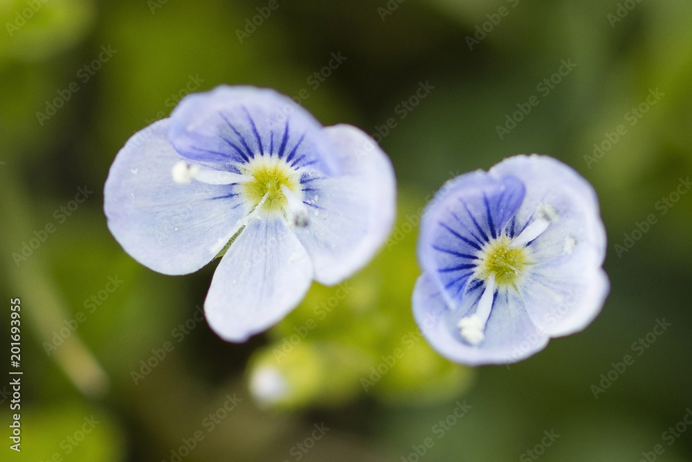 Veronica chamaedrys - The blue blossoms broke the creepers. Veronica chamaedrys - The blue blossoms broke the creepers.
