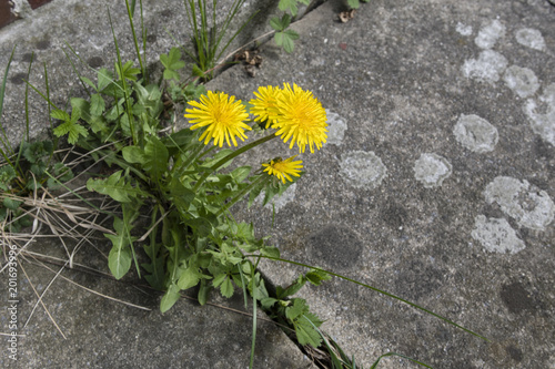 Fototapeta Naklejka Na Ścianę i Meble -  Yellow dandelion flowers growing between the tiles.