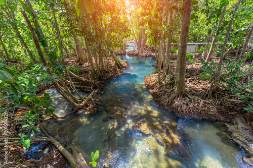 Amazing crystal clear emerald canal with mangrove forest , Krabi province, Thailand photo