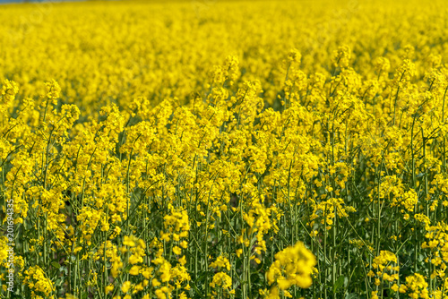 Yellow rape field. © ba11istic