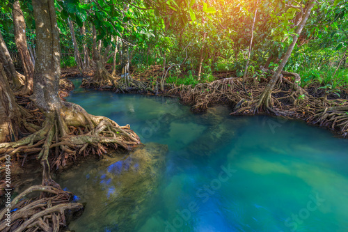 Amazing crystal clear emerald canal with mangrove forest , Krabi province, Thailand photo