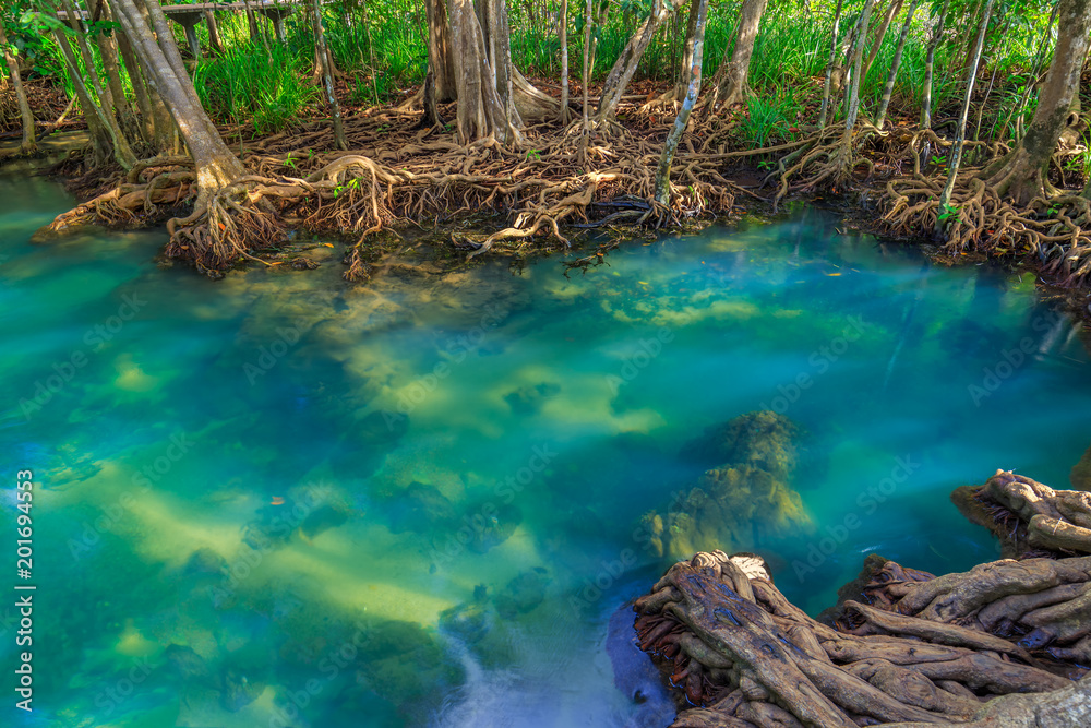 Amazing crystal clear emerald canal with mangrove forest , Krabi province, Thailand Amazing crystal clear emerald canal with mangrove forest , Krabi province, Thailand