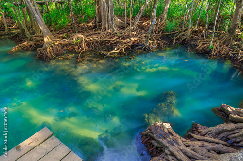 Amazing crystal clear emerald canal with mangrove forest   Krabi province  Thailand