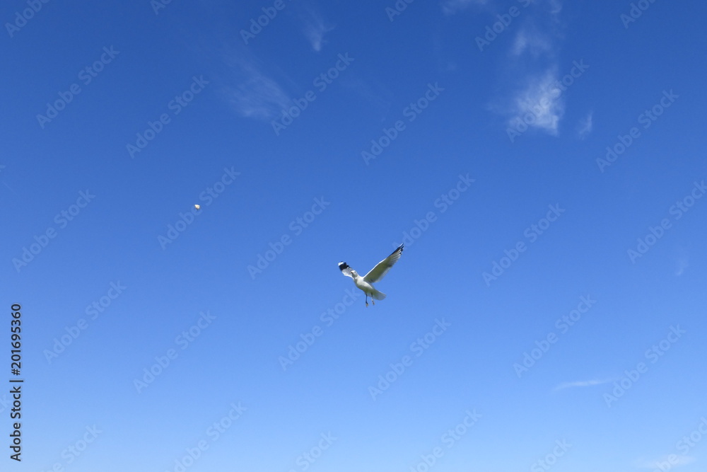 Möwe im Flug am blauen Himmel vor blauem Hintergrund am Meer Möwe im Flug am blauen Himmel vor blauem Hintergrund am Meer