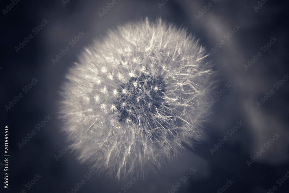 Obraz premium Pusteblume - Dandelion