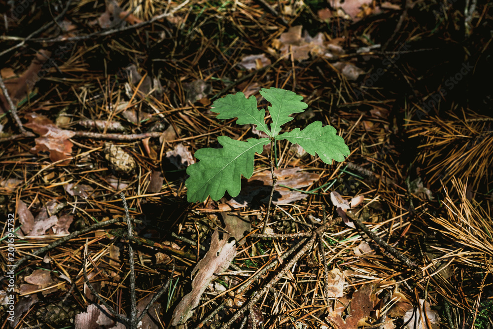 Young oak sprout with green leaves Young oak sprout with green leaves