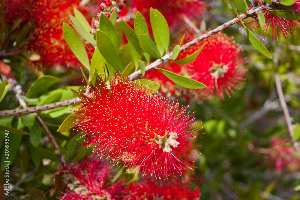 Exotic fluffy red flower.Floral botanic background.Blossom in garden. Exotic fluffy red flower.Floral botanic background.Blossom in garden.