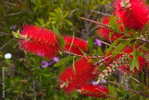 Exotic fluffy red flower.Floral botanic  background.Blossom in garden. photo