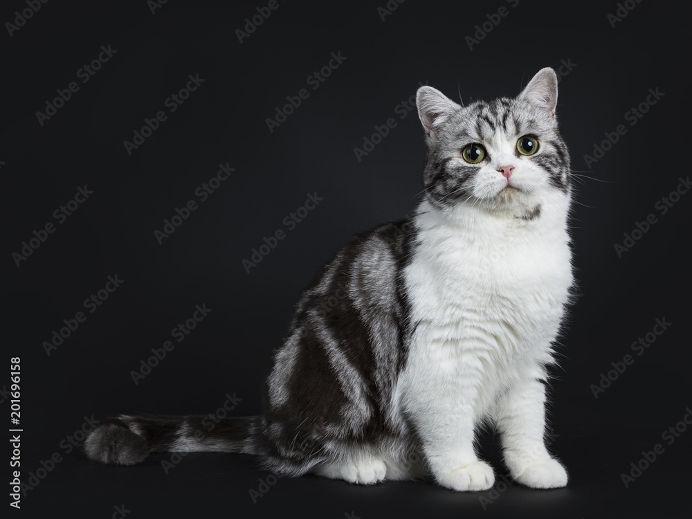 Adorable black silver blotched young british shorthair cat with green eyes sitting side ways and looking into lens isolated on black background