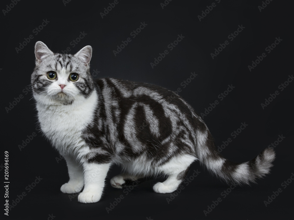Adorable black silver blotched young british shorthair cat with green eyes standing side ways and looking into lens isolated on black background
