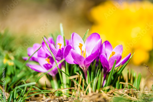 Beautiful lightful shiny spring breeze flower plants growing crocus bright yellow orange purple and white snowdrop in a green flowering park on a sunny spring summer morning day with bees butterfly