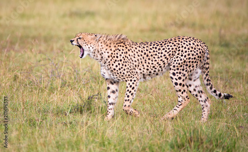 Brüllender Gepard im Gras der afrikanischen Savanne © Martina Schikore