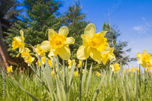Fototapeta Naklejka Na Ścianę i Meble -  Daffodils in a garden