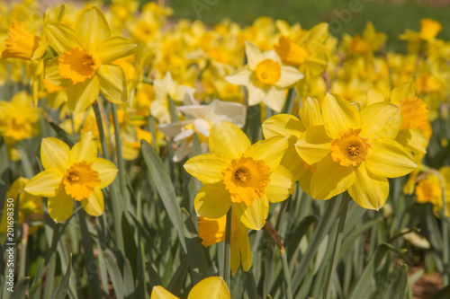 Fototapeta Naklejka Na Ścianę i Meble -  Field of Daffodils blooming in the sun