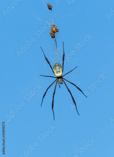 Nephila fenestrata (Black-legged nephila) Spider photo