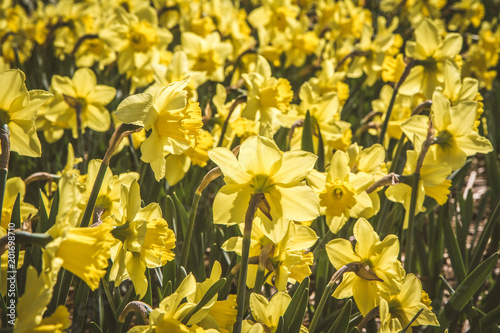 Fototapeta Naklejka Na Ścianę i Meble -  Field of Daffodils blooming in the sun