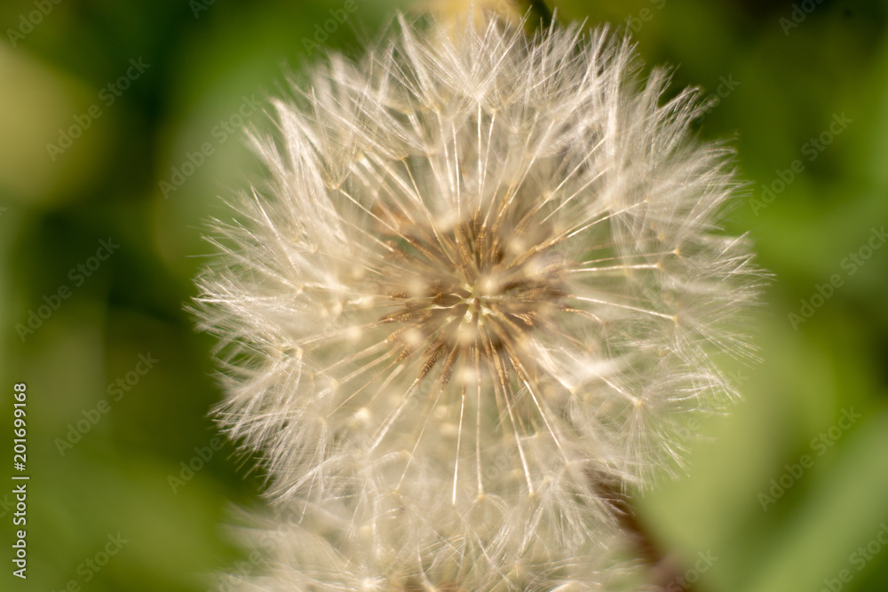 a dandelion in springtime macro