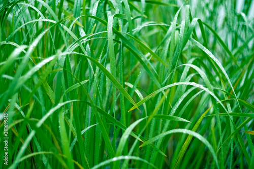 Green grass in the morning dew. Macro.