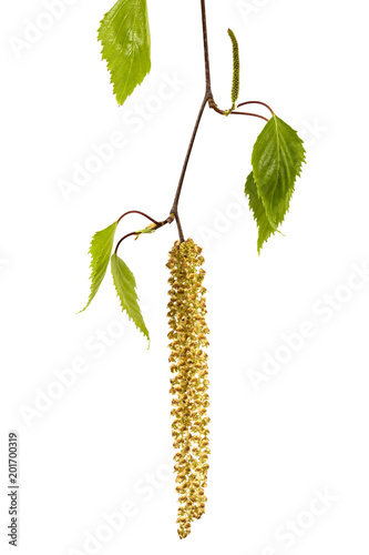 Birch branch isolated on a white background