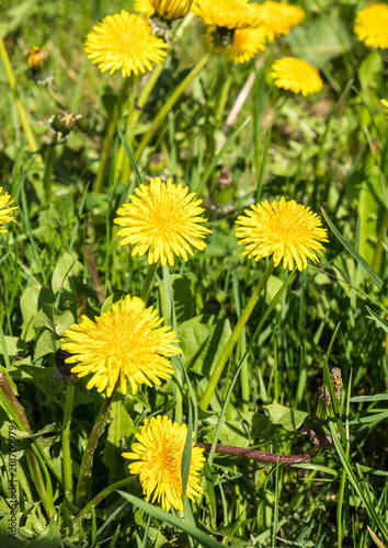 Fototapeta Naklejka Na Ścianę i Meble -  Gewöhnliche Löwenzahn,Taraxacum sect. Ruderalia