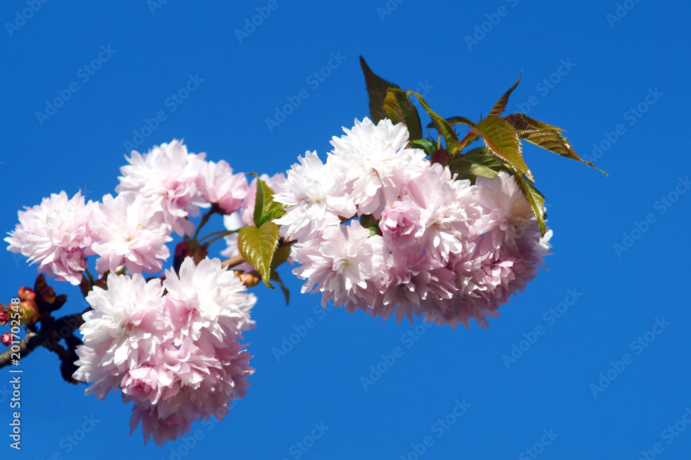 Spring blooming of sakura.