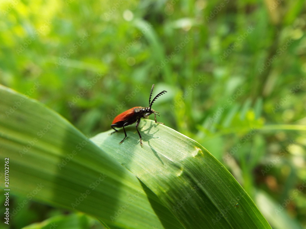 アカハネムシ red bug アカハネムシ red bug