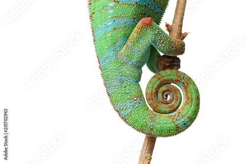 alive chameleon reptile tail